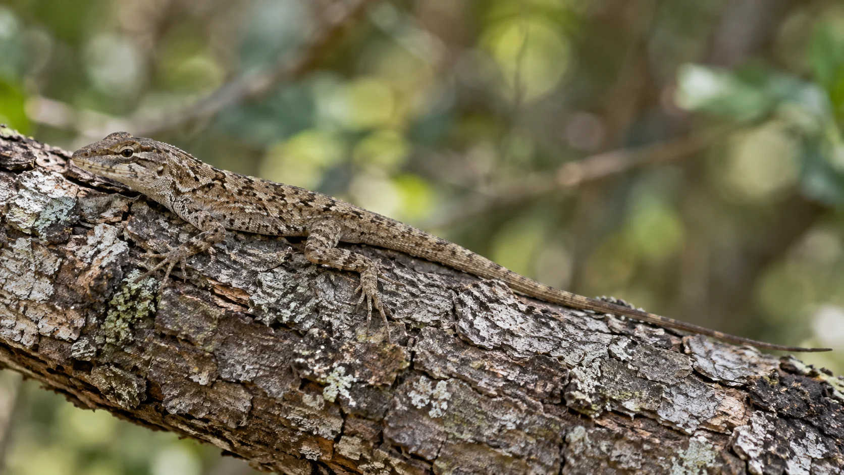 AI-generated photorealistic lizard resting on tree bark; decorative view