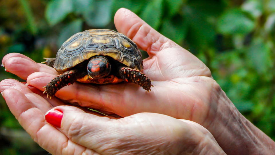 A person with brown skin and short dark hair holding a small turtle with a brown shell in their cupped hands.