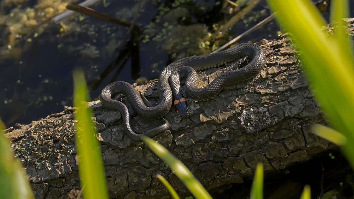 A snake with dark patches along its body coiled on a moss-covered log in a swamp.