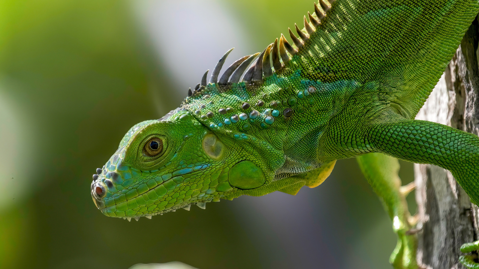 A green iguana with a long tail and dewlap perched on a thick branch with green leaves.