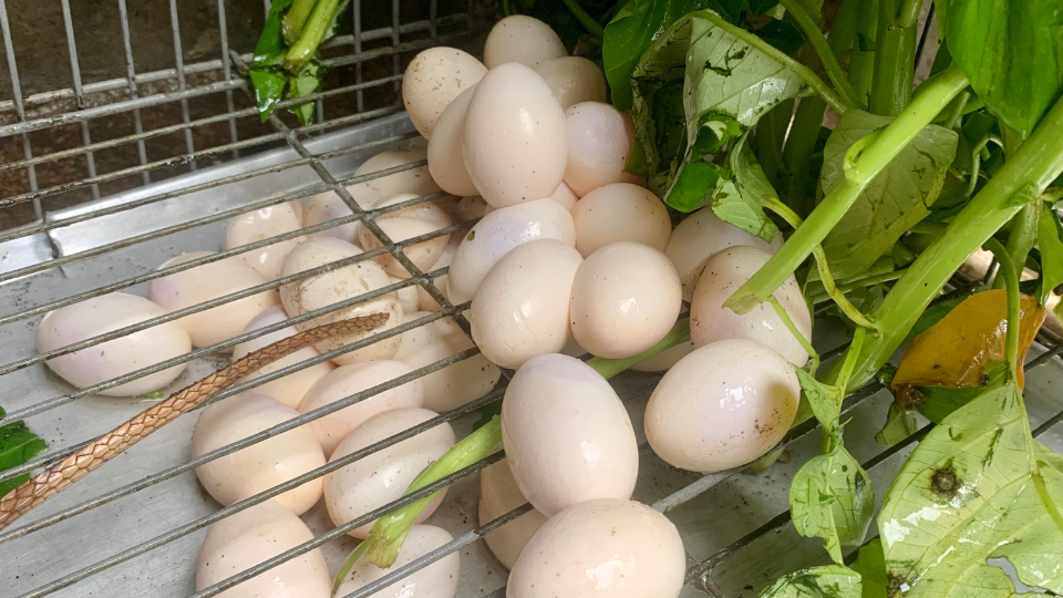 Reptile eggs