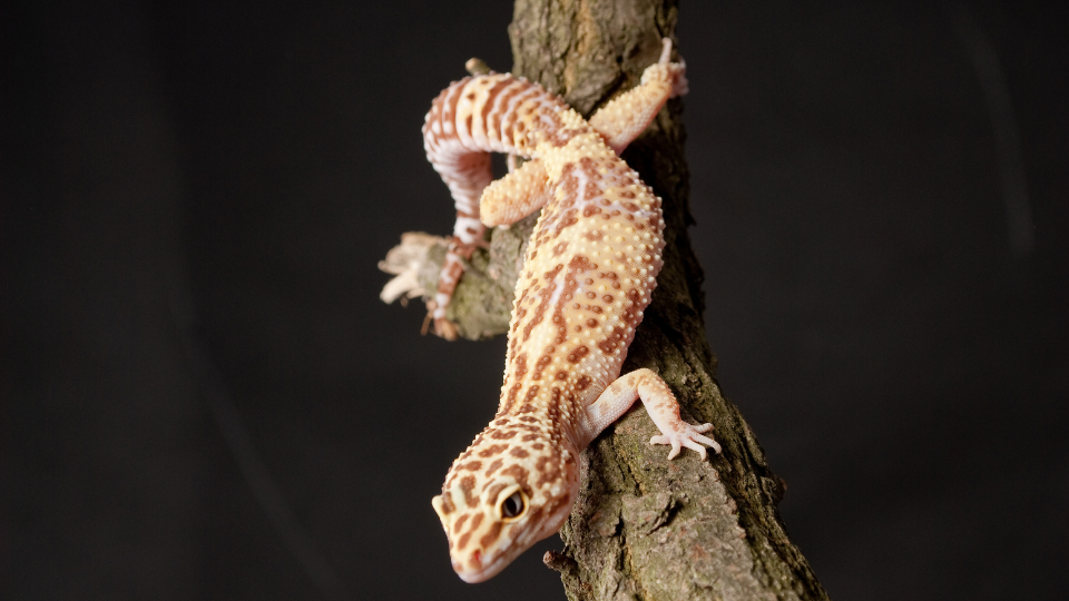 A leopard gecko with a colorful patterned body perched on a branch.