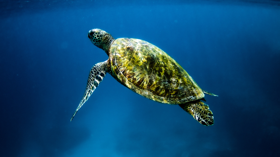 A green sea turtle swimming underwater in a clear blue ocean.