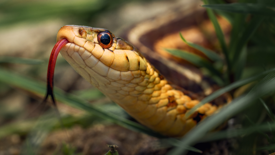 Close-up photo of a common garter snake with brown, yellow, and black stripes.