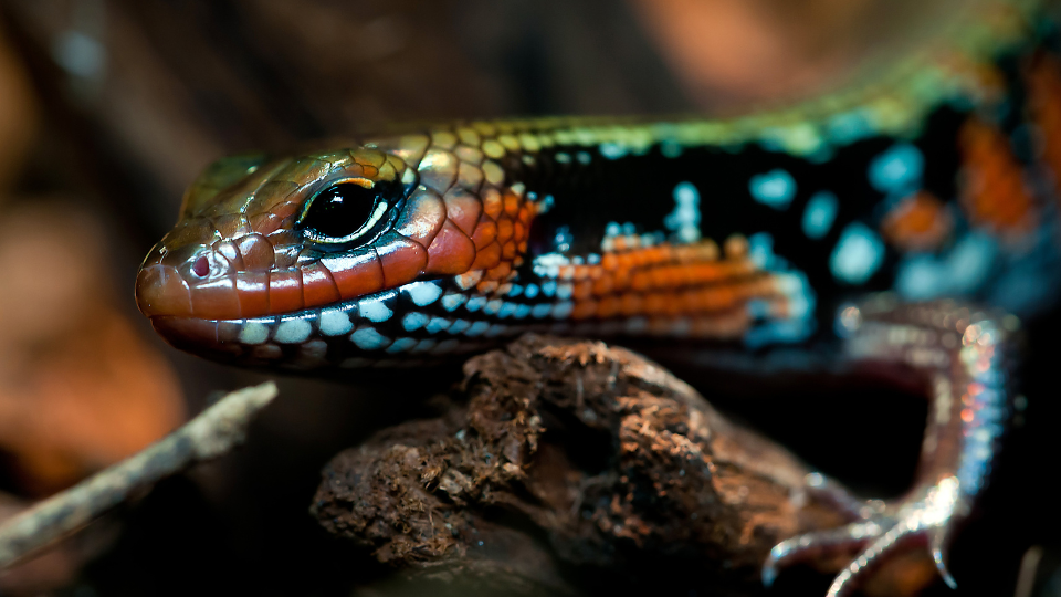 Close-up photo of a colourful Splendour Skink with an orange, red, blue, and black pattern.
