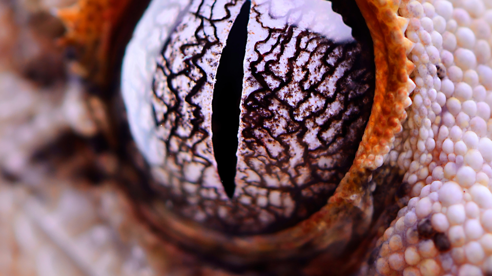 A close-up photo of an eye with a vertically elliptical pupil, possibly belonging to a snake or lizard species.
