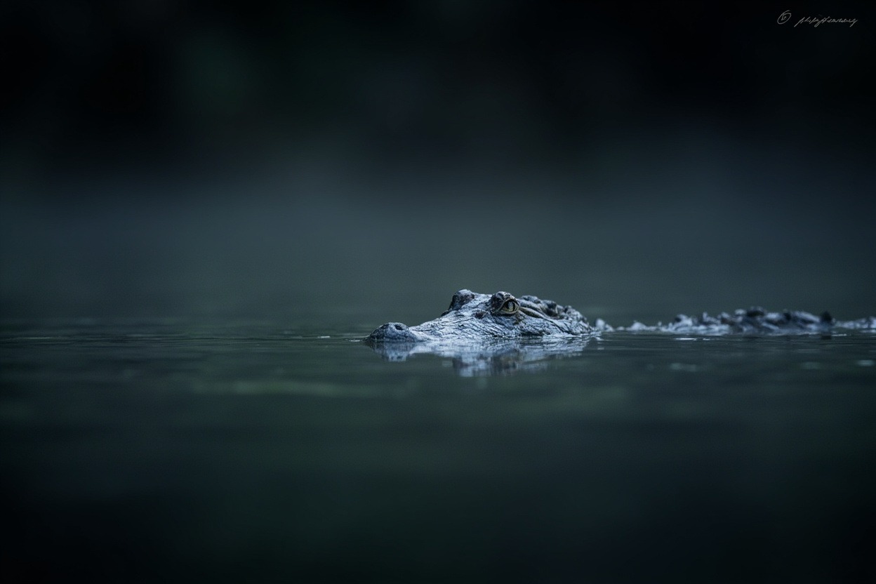 New Guinea Crocodiles Island Rivers 3 New Guinea crocodile hunting technique shown through stealth movement in water
