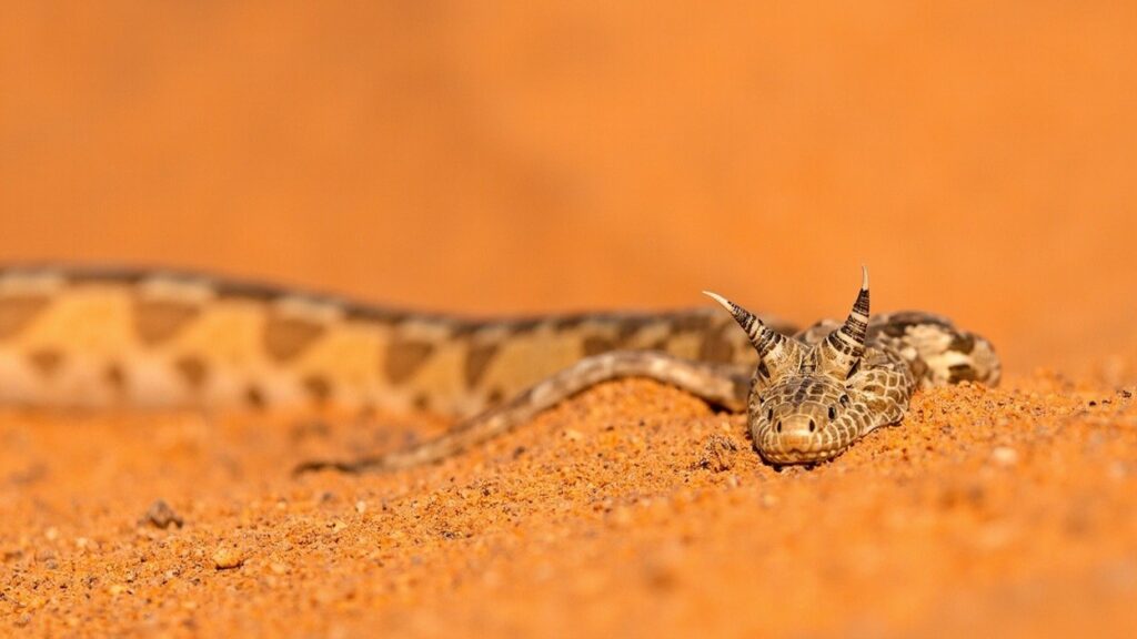 Kalahari desert snakes on scorching sand