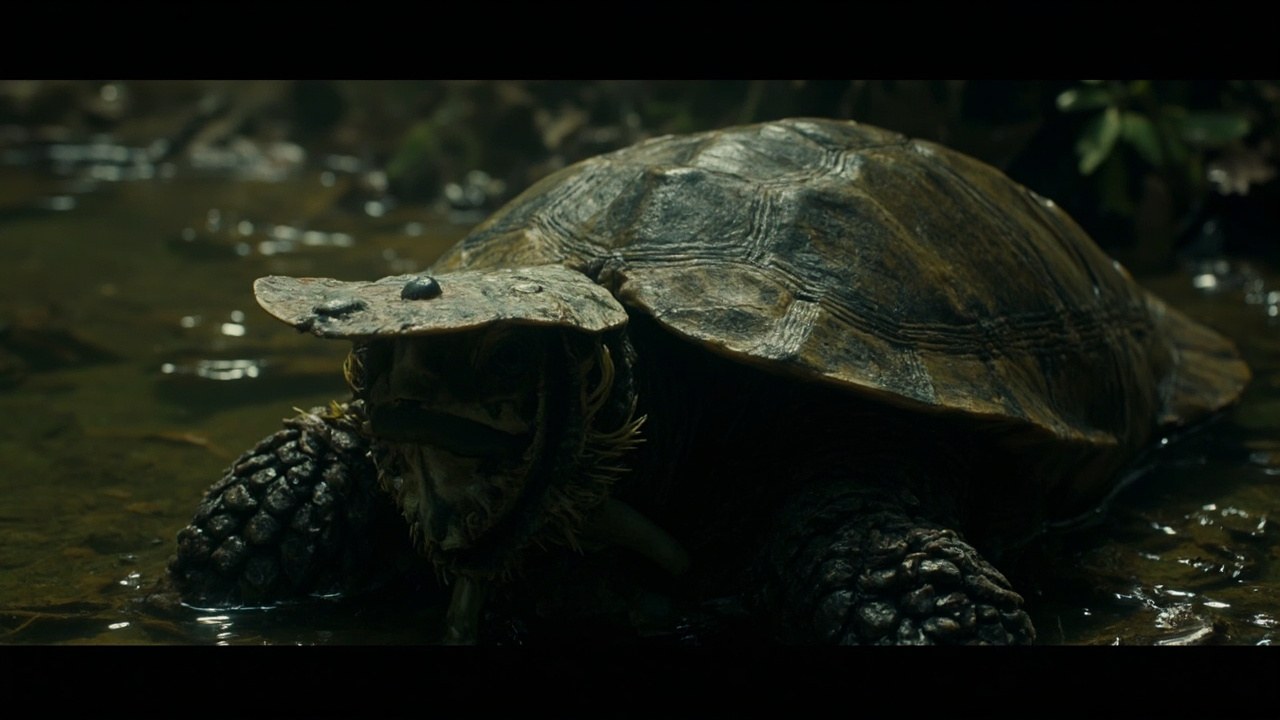 Mata Mata Turtles Amazonian 4 frog reproductive cycle details