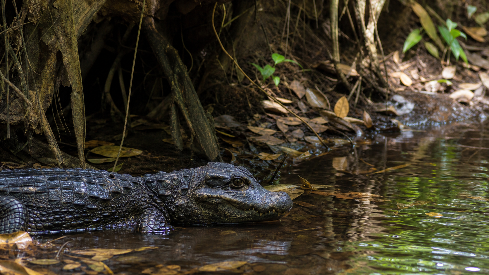 Dwarf Crocodiles of West and Central Africa 1 African dwarf crocodile beside a shaded forest stream in West Africa