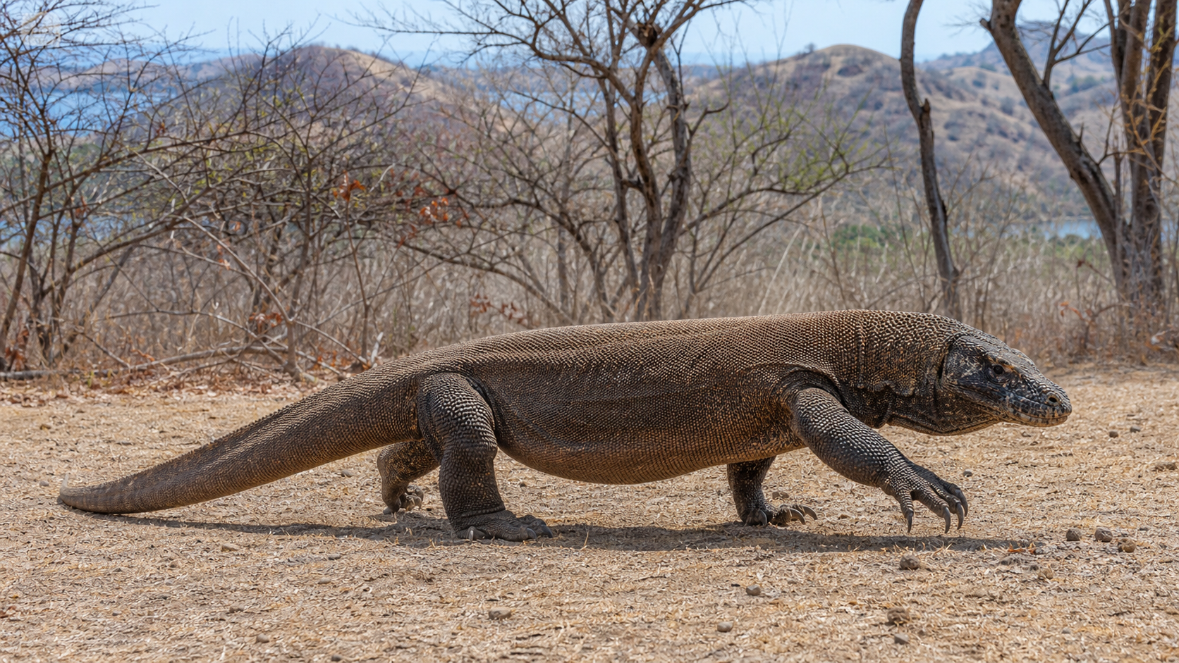 Protecting Komodo Dragon Habitat 1 Komodo dragon walking through island savanna