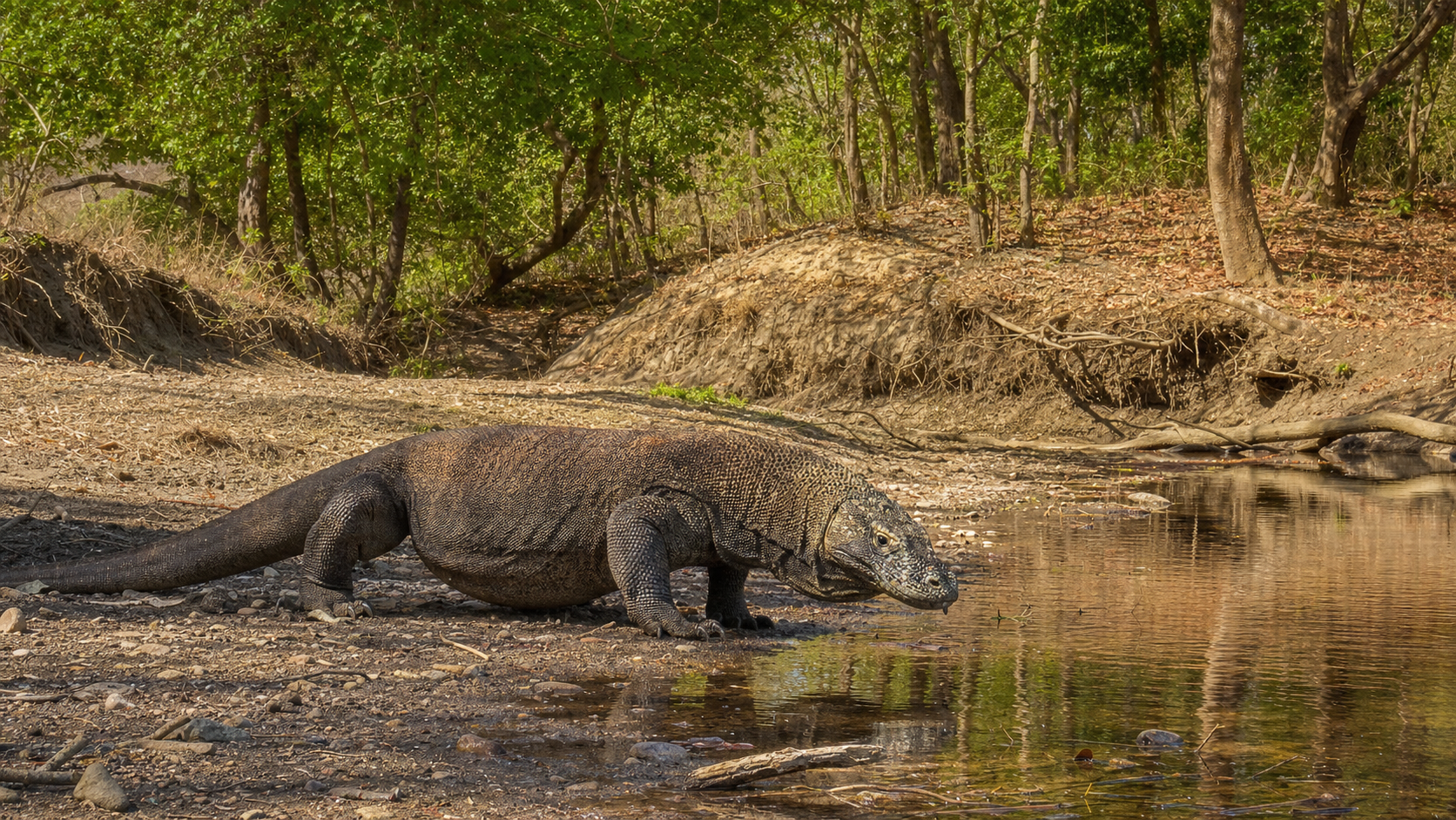 Protecting Komodo Dragon Habitat 4 Komodo dragon beside a seasonal stream
