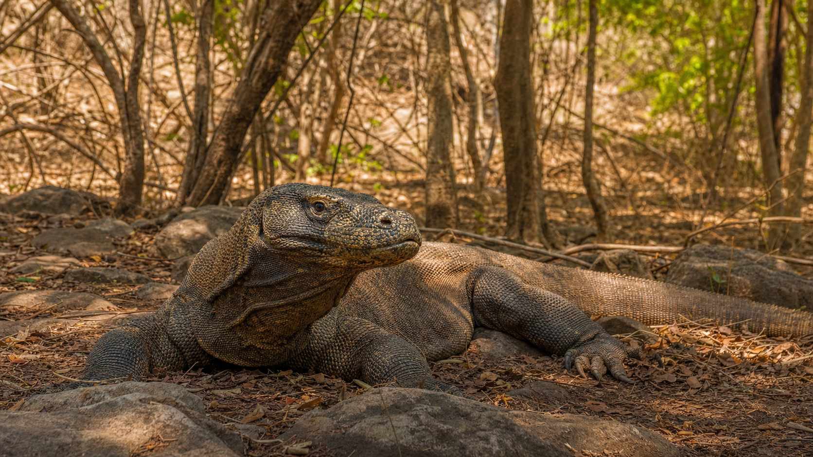 Protecting Komodo Dragon Habitat 5 Komodo dragon resting in forest shade