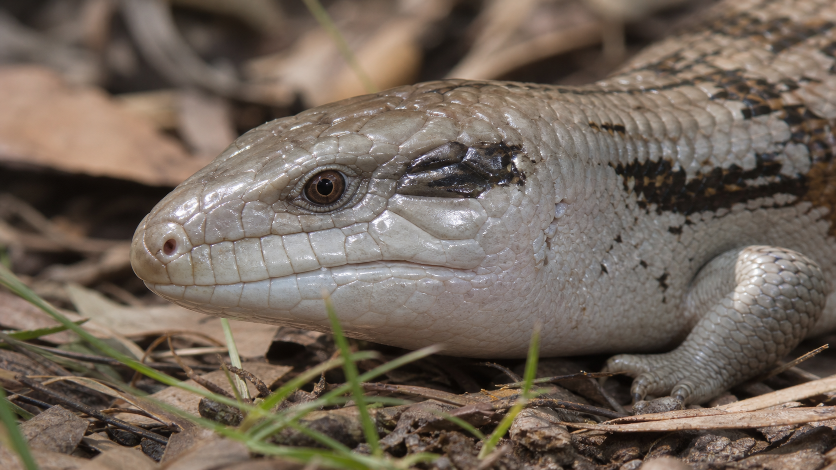 Blue-tongued skink close-up