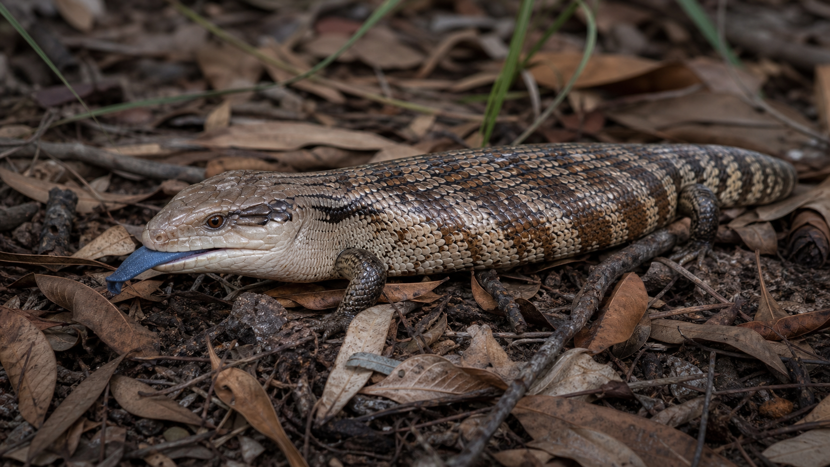 Blue-tongued skink foraging in leaf litter