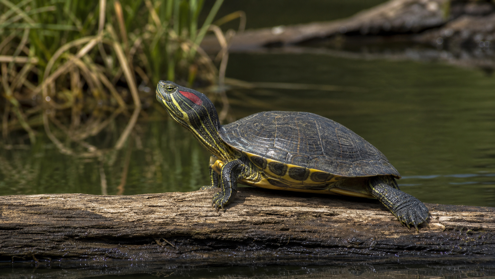 Red-Eared Sliders: Popular Turtles With Real Care Needs 2 Red-eared slider basking on a log