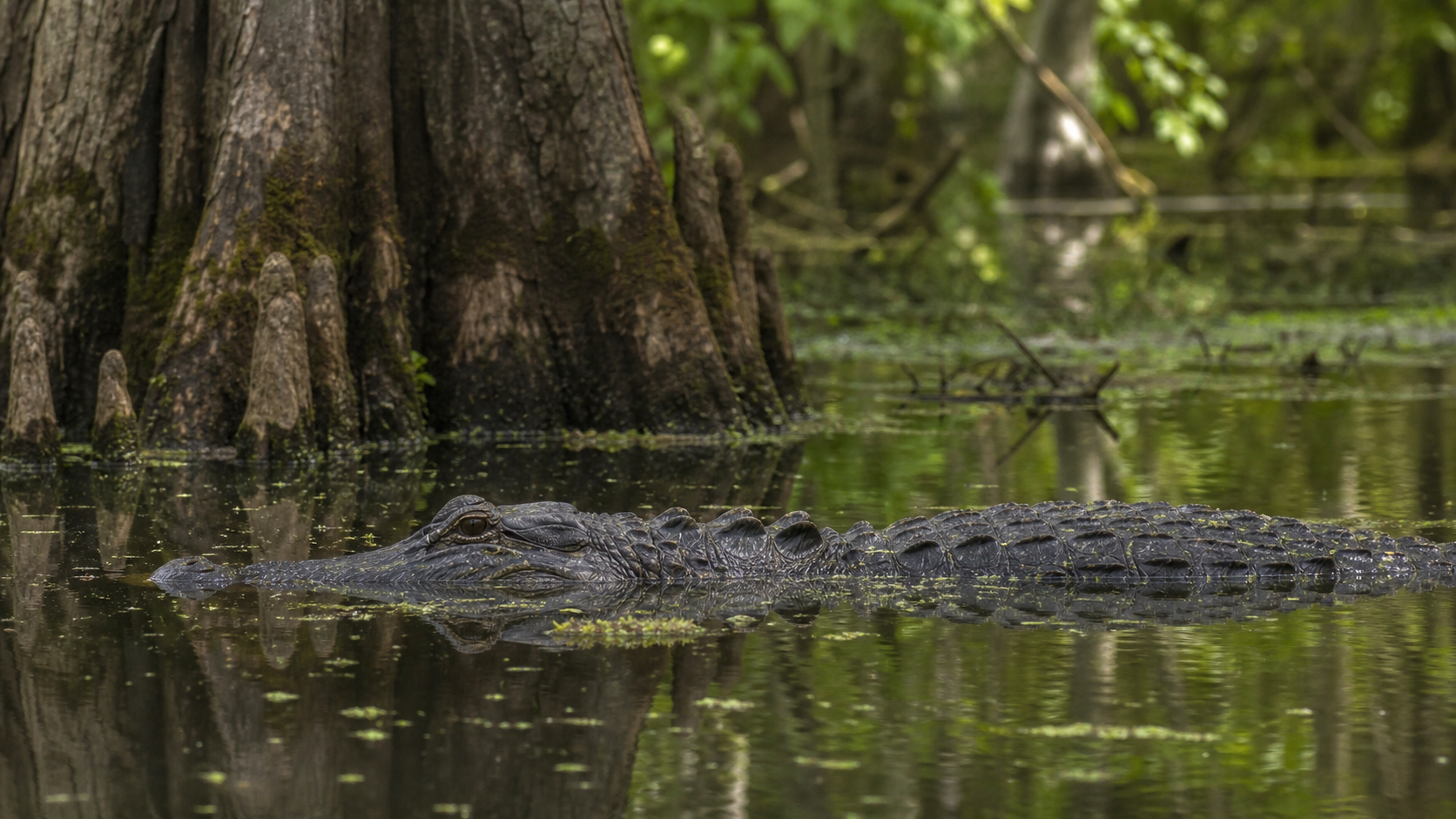American Alligators: Wetland Predators and Nest Builders 4 American alligator in cypress swamp