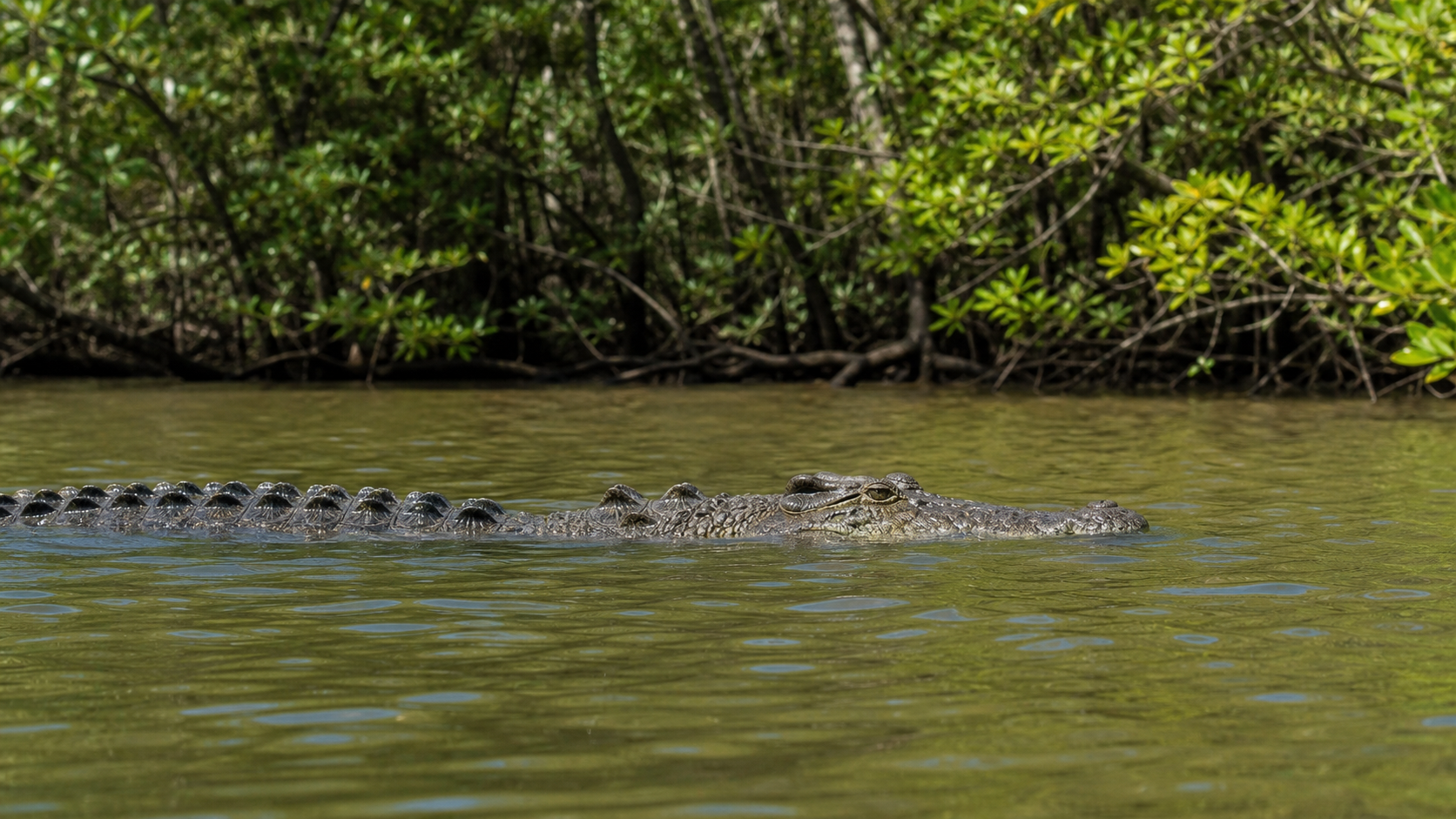 Saltwater Crocodiles: Estuarine Predators of the Indo-Pacific 2 Saltwater crocodile in mangrove estuary