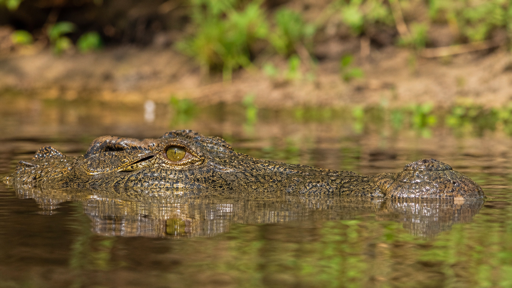 Nile crocodile at the waterline