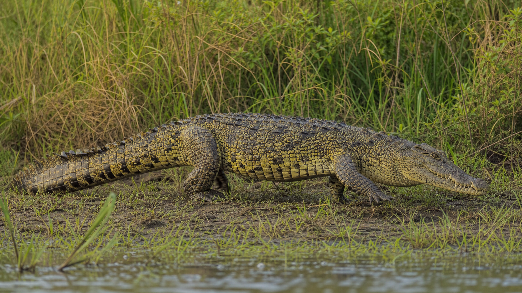 Nile crocodile on vegetated African riverbank