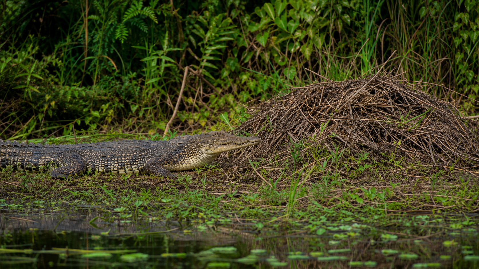 Siamese crocodile nest beside a wetland