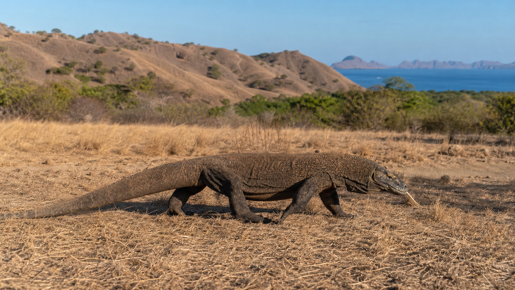 Komodo dragon in Indonesian savanna
