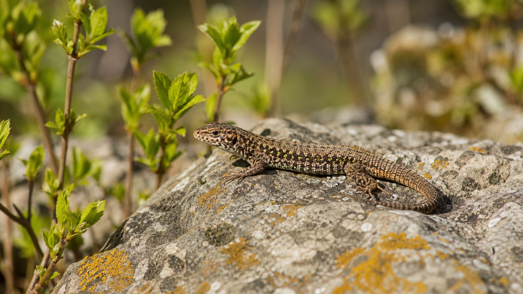 Spring Activity in Reptiles: What Changes 5 Lizard basking in spring sunshine