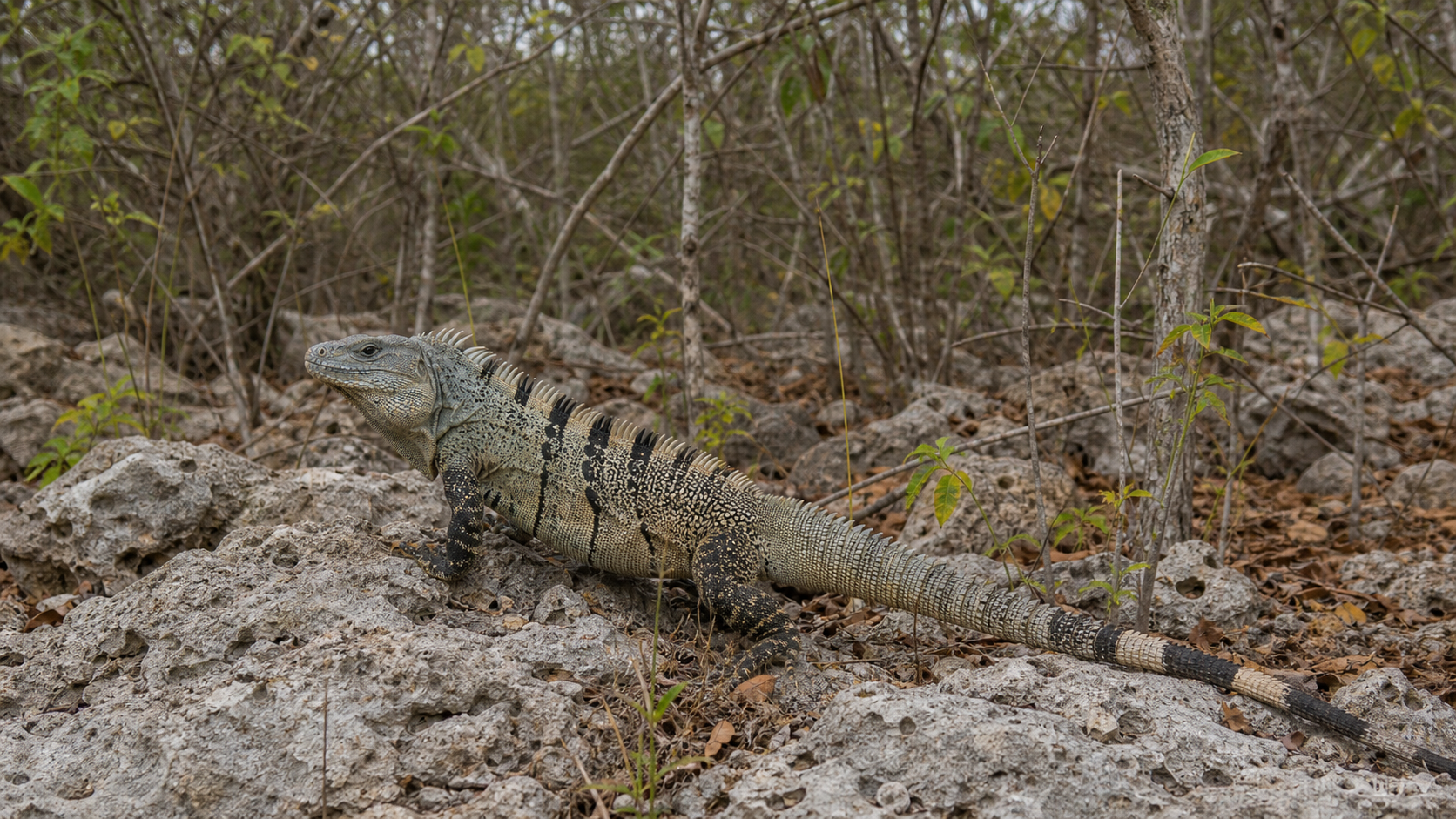 Jamaican Iguana Recovery in the Hellshire Hills 3 Jamaican iguana in Hellshire Hills dry forest