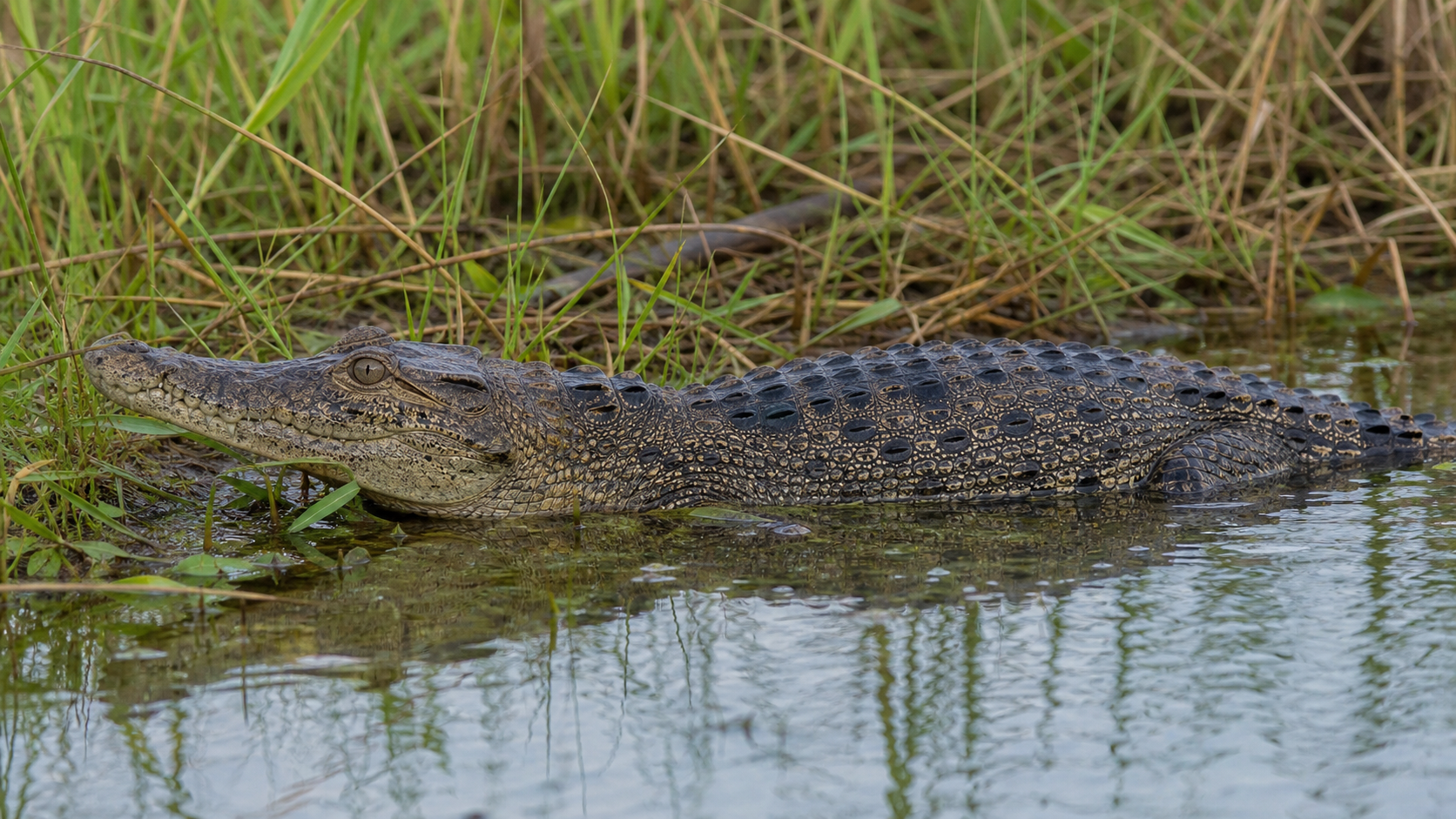 Philippine Crocodile Recovery: Captive Breeding and Wild Habitat 4 Young Philippine crocodile in a freshwater marsh