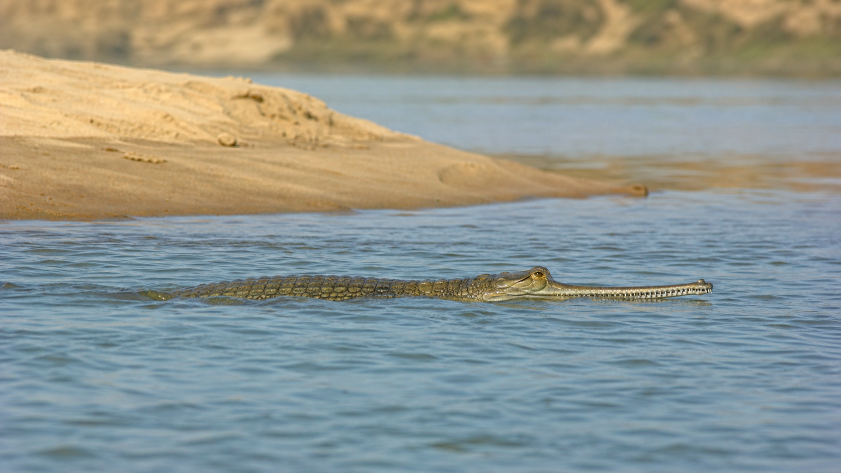 Young gharial swimming in a protected river channel