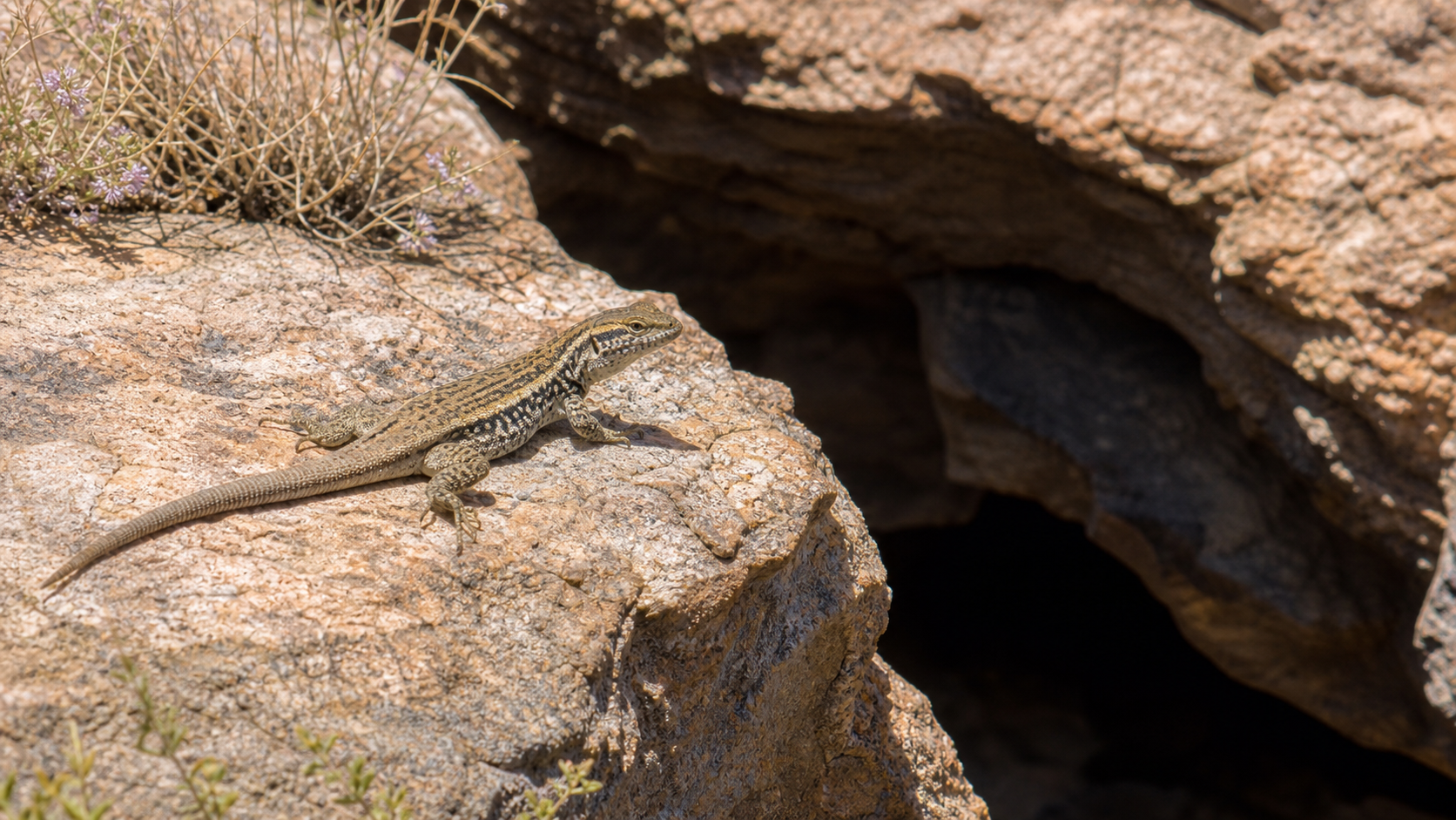 How Reptiles Regulate Body Temperature 1 Lizard basking beside a shaded rock crevice