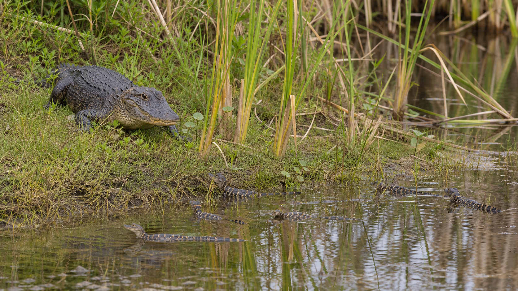 Social Behaviour in Reptiles 5 Adult alligator attending hatchlings at a wetland edge