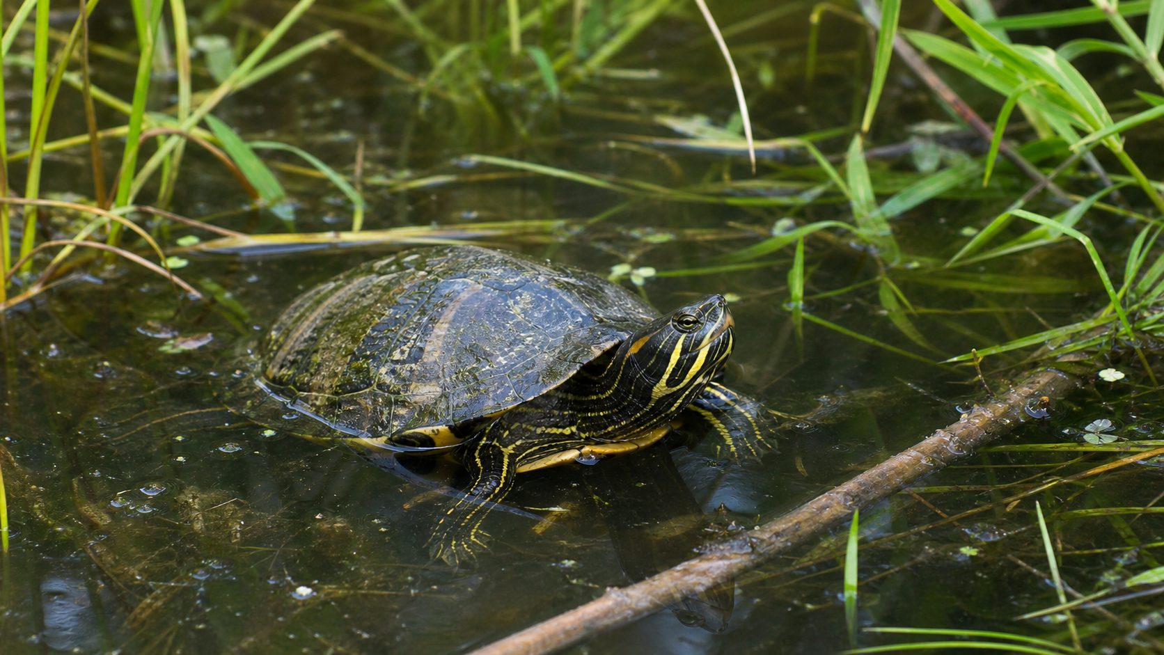 Reptile Learning: What the Evidence Shows 3 Freshwater turtle exploring a route through aquatic vegetation