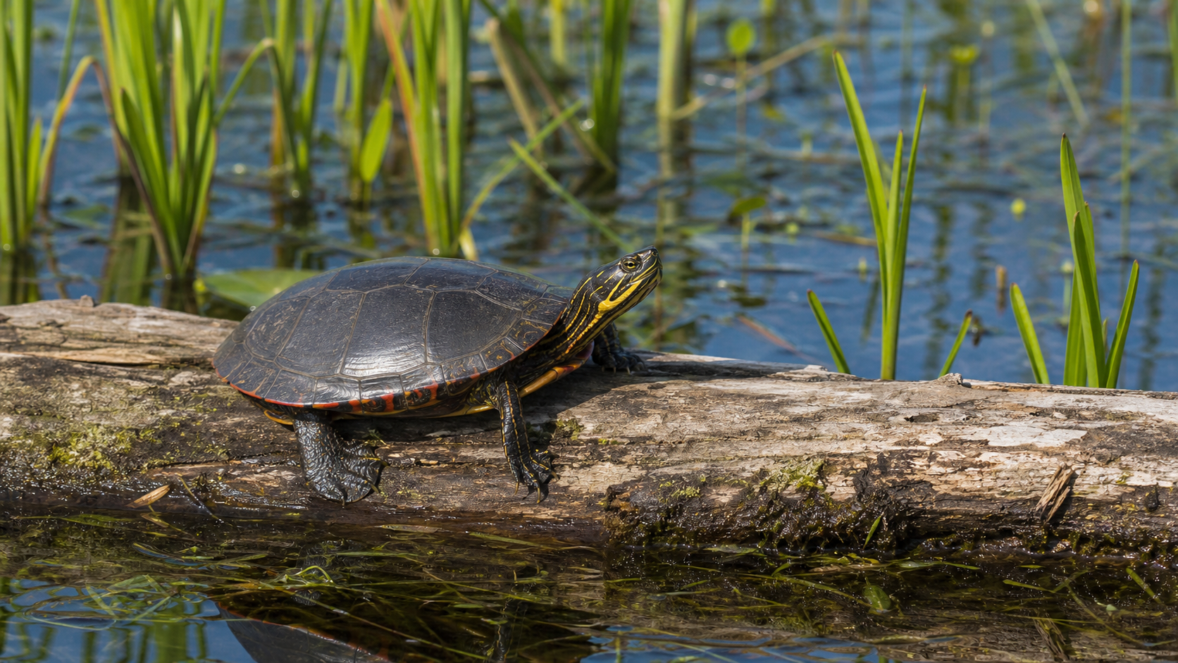 Turtle Lifespans: Facts, Limits and Responsible Care 2 Mature freshwater turtle in a natural wetland