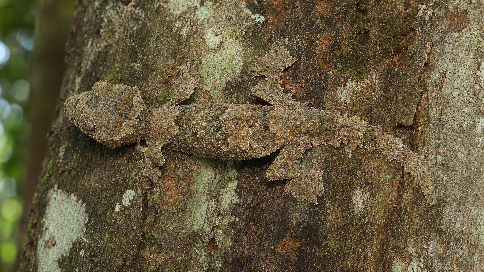 Camouflage in Reptiles: Colour, Form and Behaviour 3 Leaf-tailed gecko camouflaged against tree bark