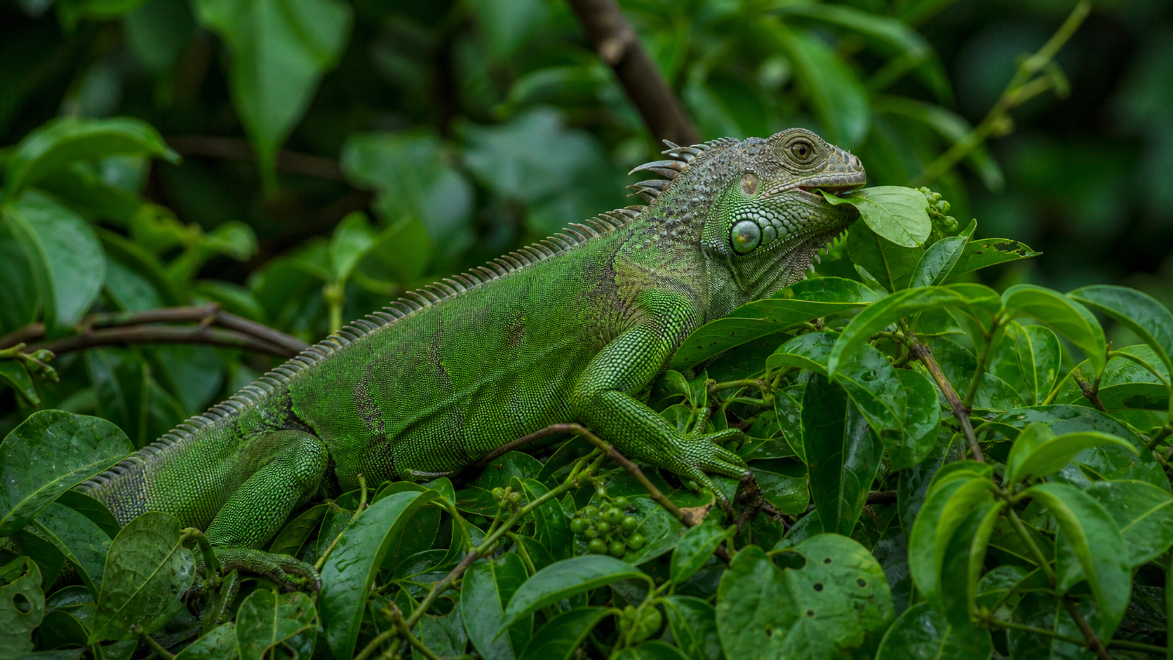 Reptile Digestion: Diet Shapes the Digestive Tract 2 Green iguana eating leafy vegetation