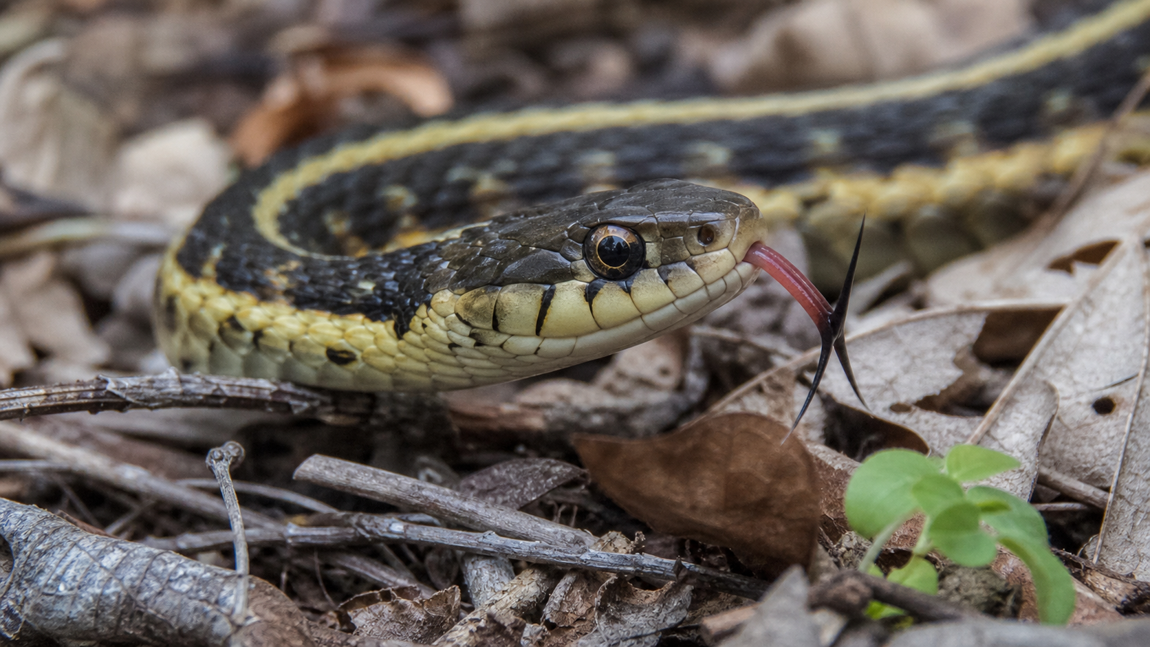The Reptile Nervous System: Senses, Signals and Control 1 Garter snake using its tongue to sample chemical cues