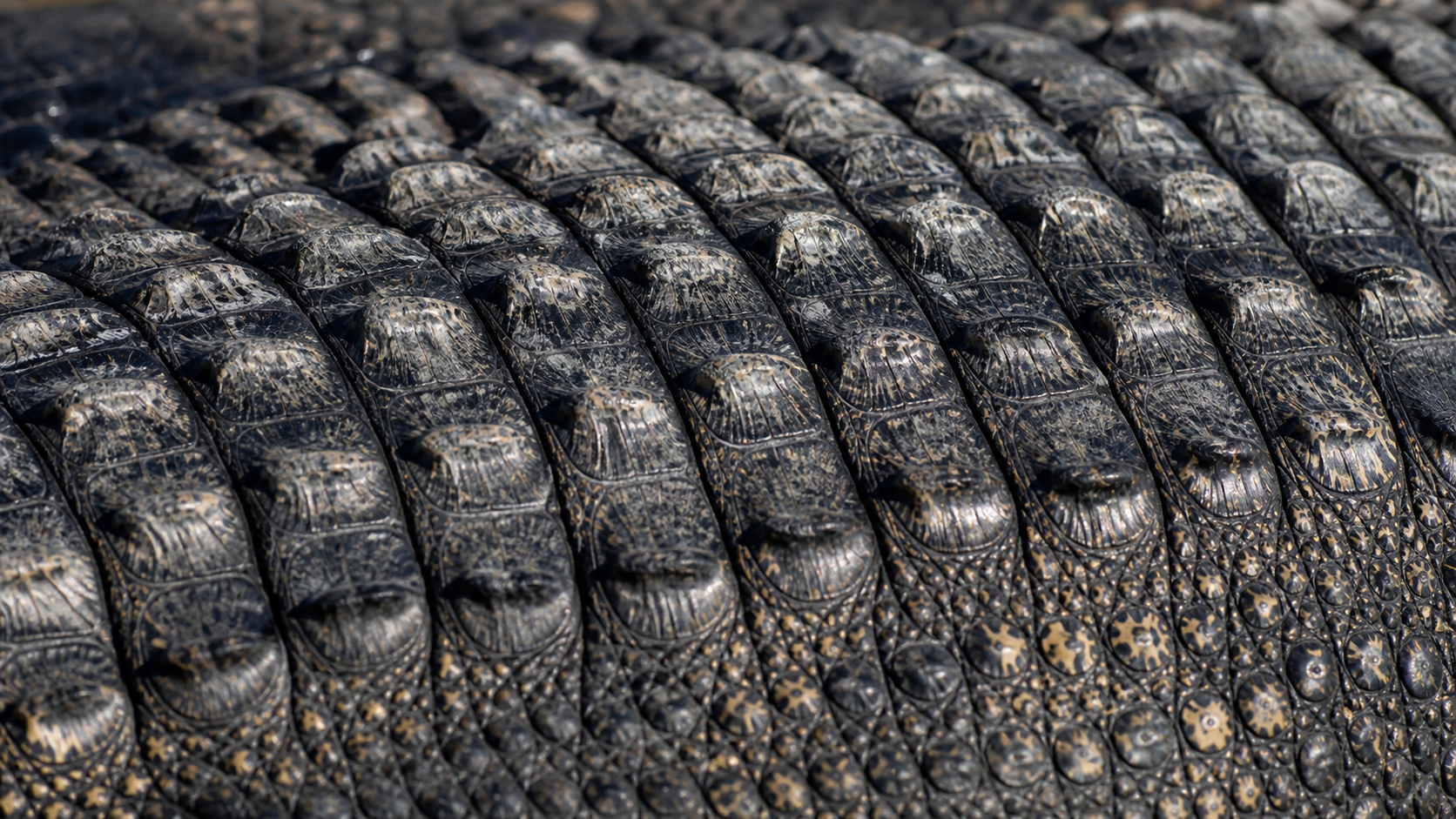 Reptile Skin: Scales, Scutes and Osteoderms 4 Close view of crocodilian dorsal scutes and osteoderms