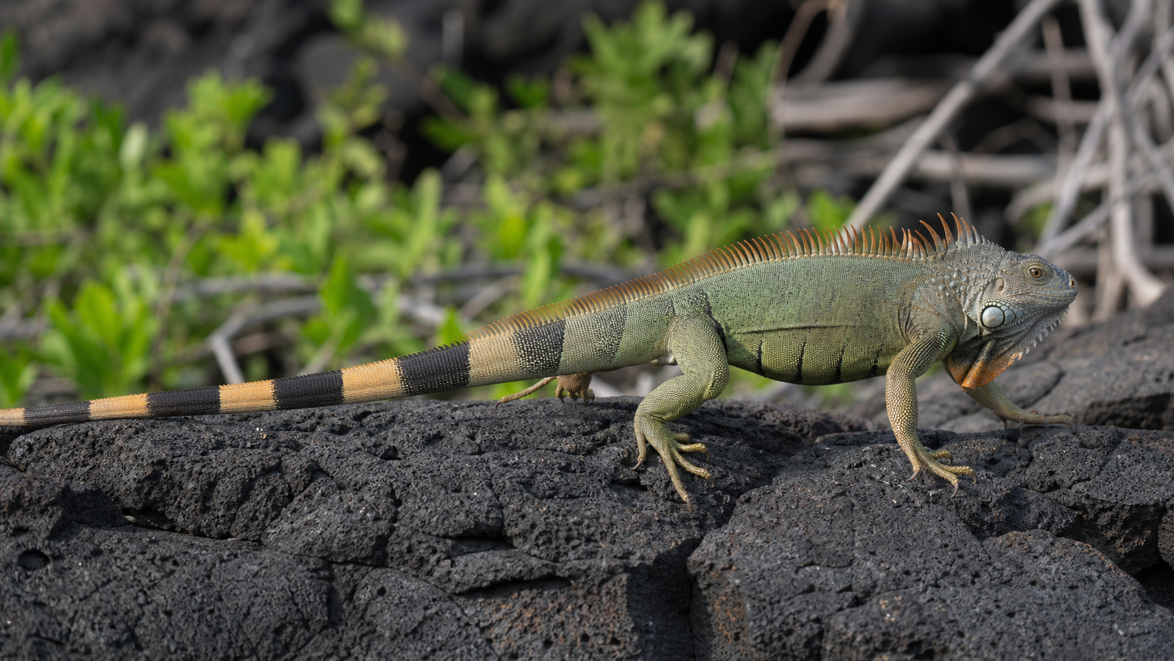 How Reptile Muscles Support Movement 4 Green iguana moving across sun-warmed rock