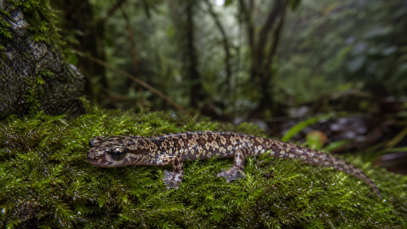 Bolaños’ Web-footed Salamander of Costa Rica 1 Mottled web-footed salamander resting on moss in a Costa Rican highland forest