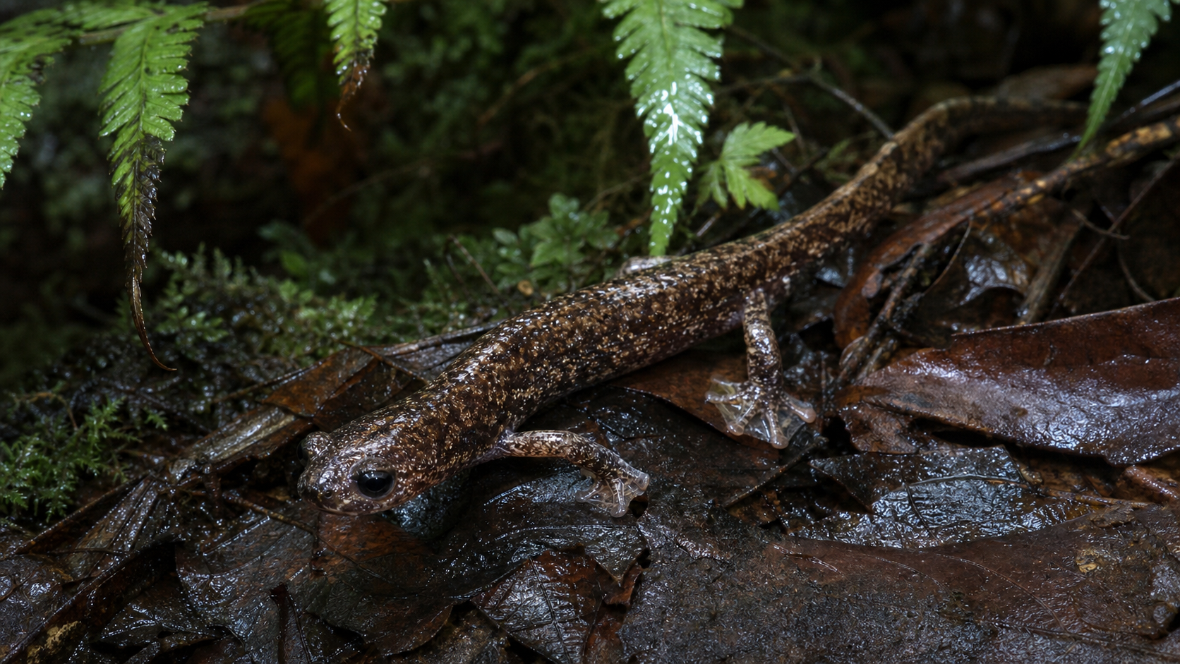 Bolaños’ Web-footed Salamander of Costa Rica 3 Web-footed salamander moving through damp mountain-forest leaf litter