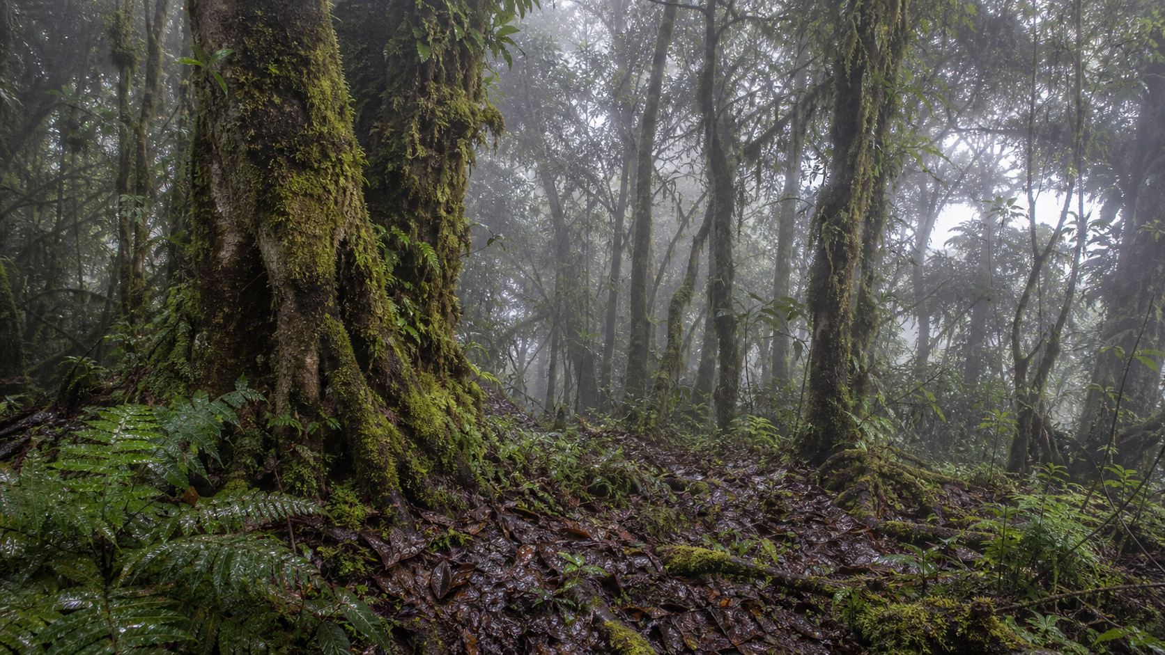 Bolaños’ Web-footed Salamander of Costa Rica 4 Misty Costa Rican cloud forest near high-elevation salamander habitat