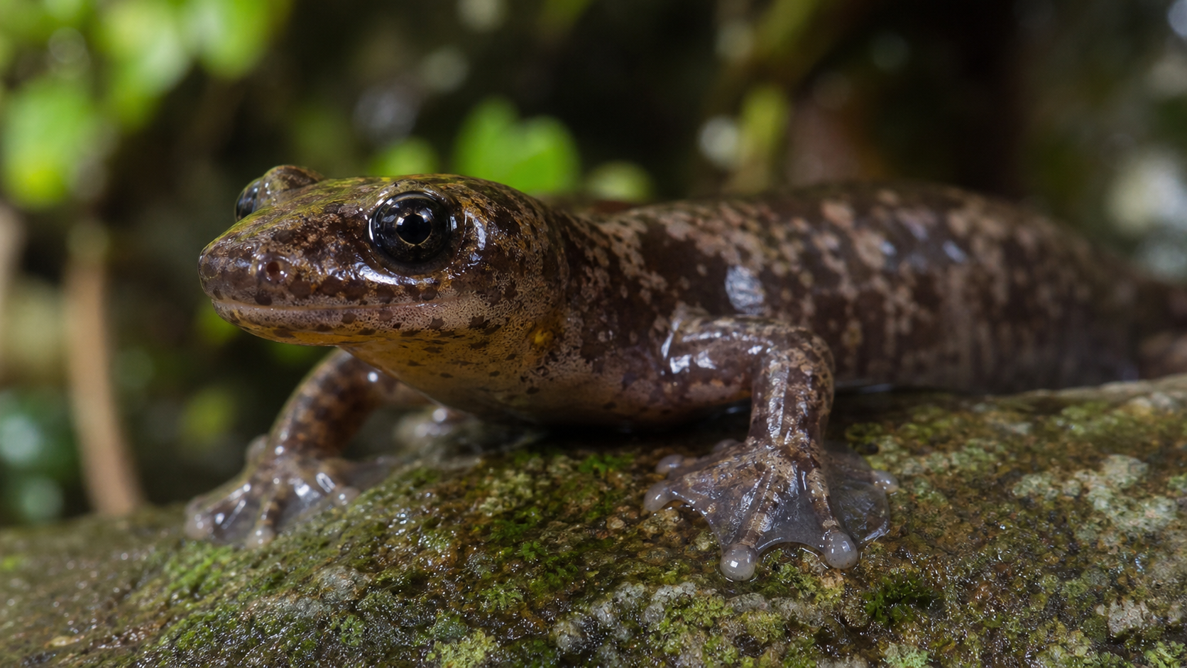 Bolaños’ Web-footed Salamander of Costa Rica 5 Close portrait of a small Costa Rican web-footed salamander
