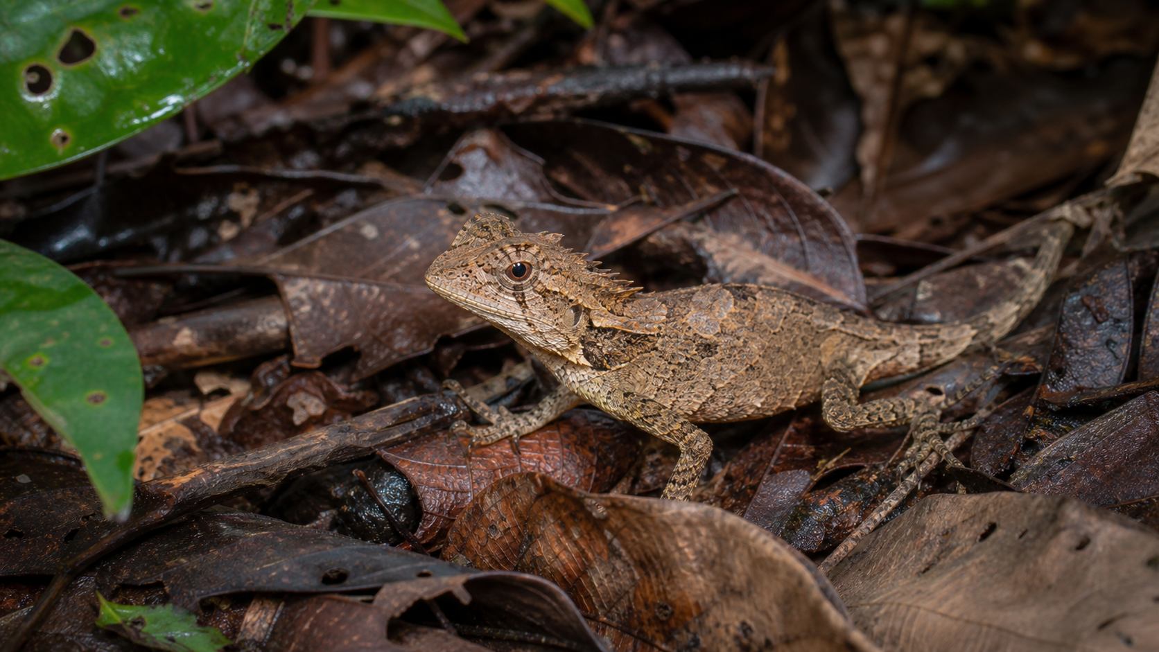 Camouflaged reptile in Bornean rainforest leaf litter.