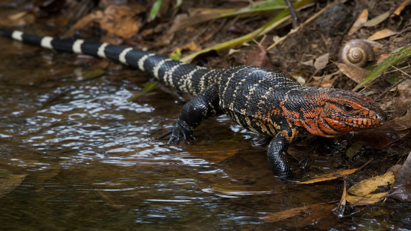 Caiman lizard in tropical wetland