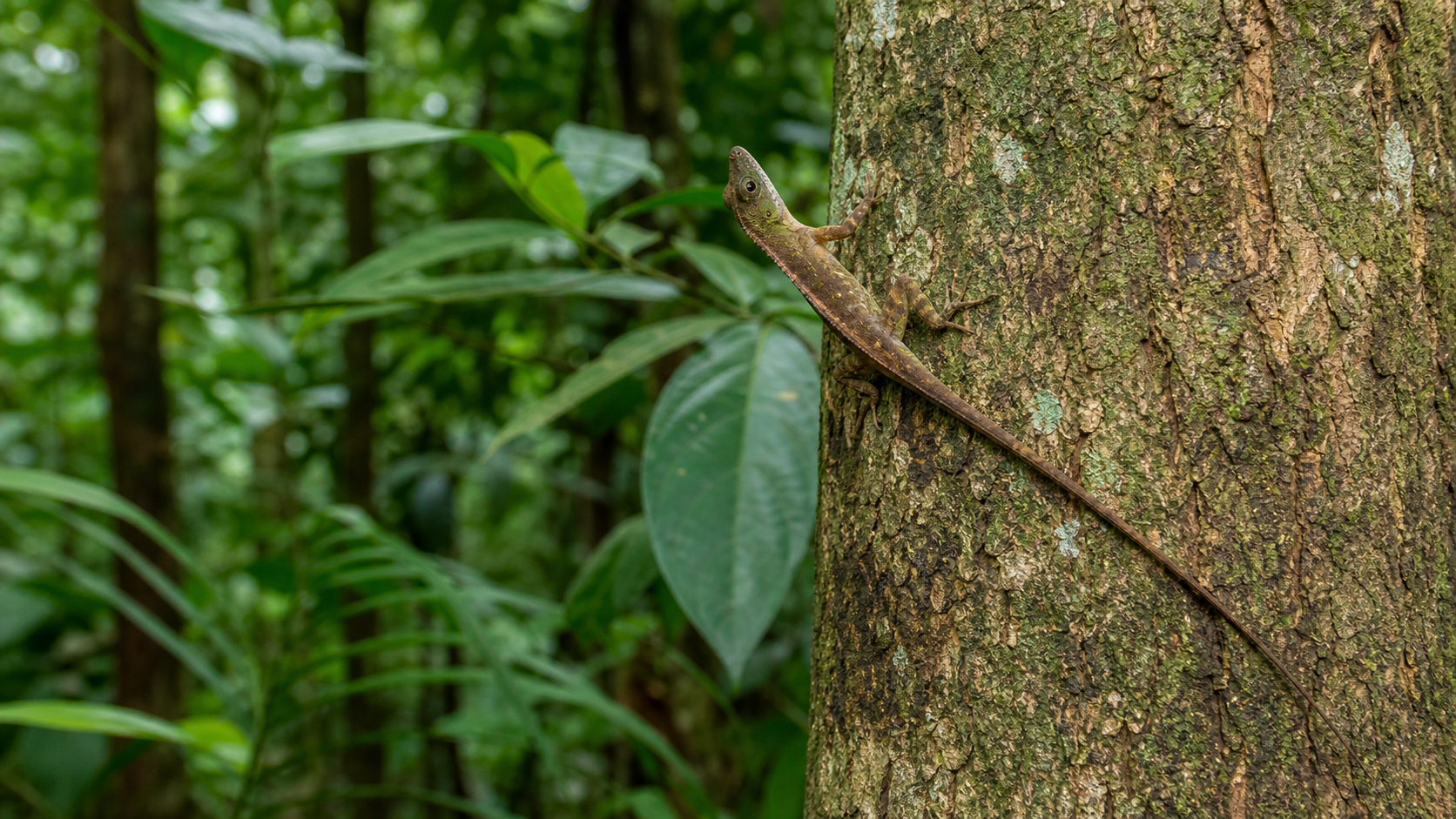 Caribbean Anoles: Colour, Displays and Microhabitats 1 Caribbean anole perched on a tree trunk