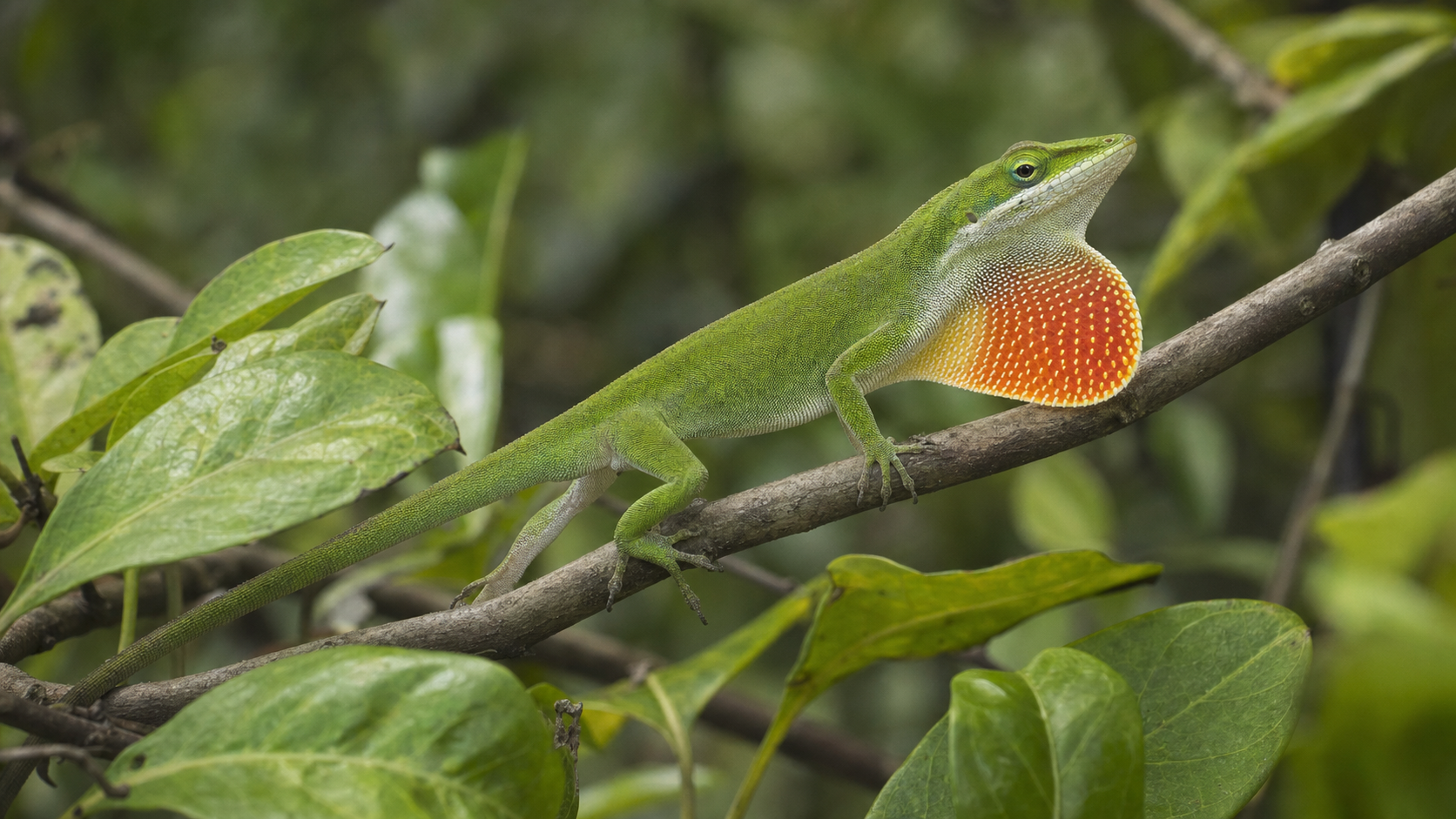 Caribbean Anoles: Colour, Displays and Microhabitats 2 Male Caribbean anole displaying a colourful dewlap