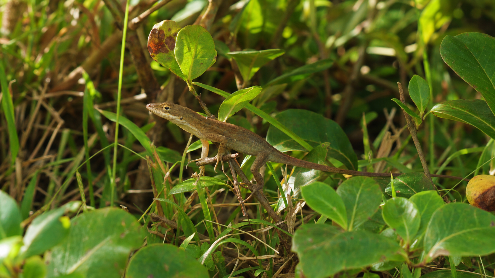 Caribbean Anoles: Colour, Displays and Microhabitats 3 Anole using grass and low shrubs as a microhabitat