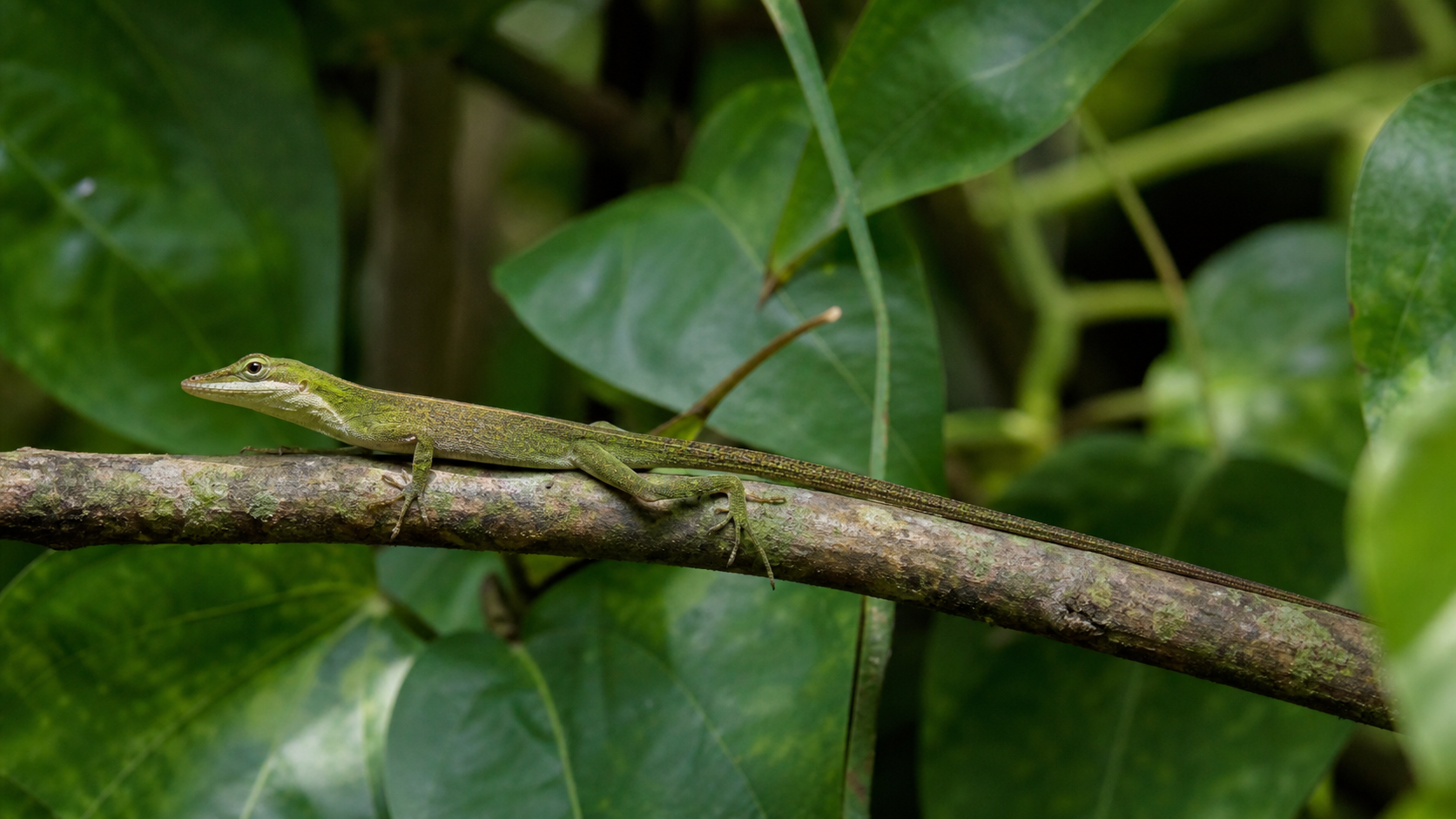 Caribbean Anoles: Colour, Displays and Microhabitats 4 Caribbean anole in broadleaf tropical vegetation