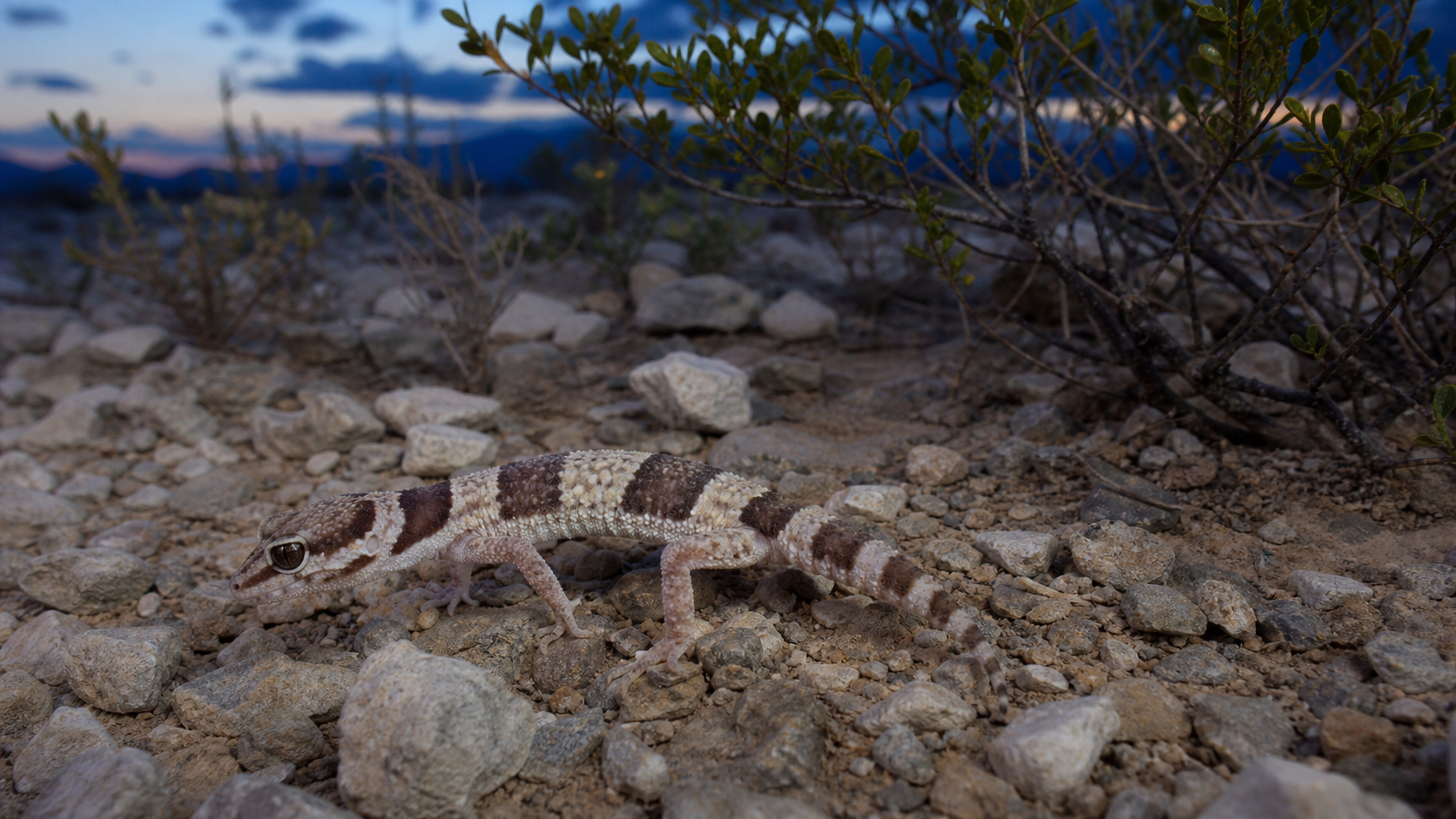Reptiles of the Chihuahuan Desert 2 Reptile in Chihuahuan Desert habitat